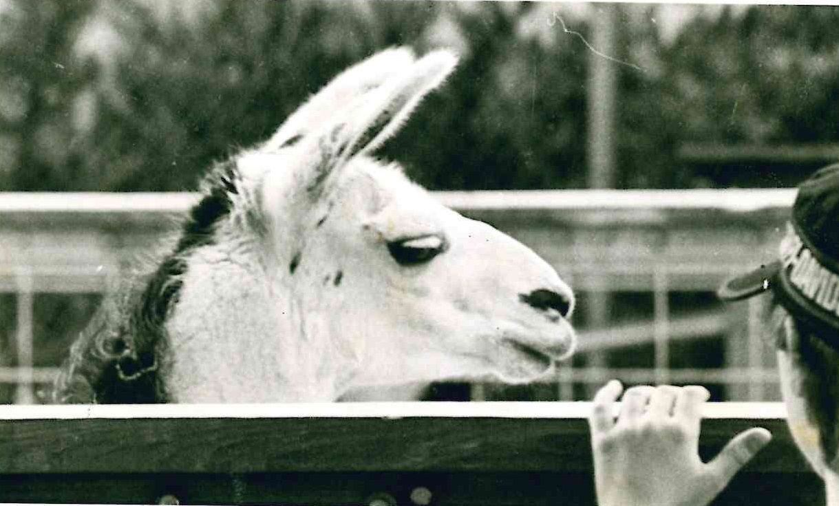 Llama